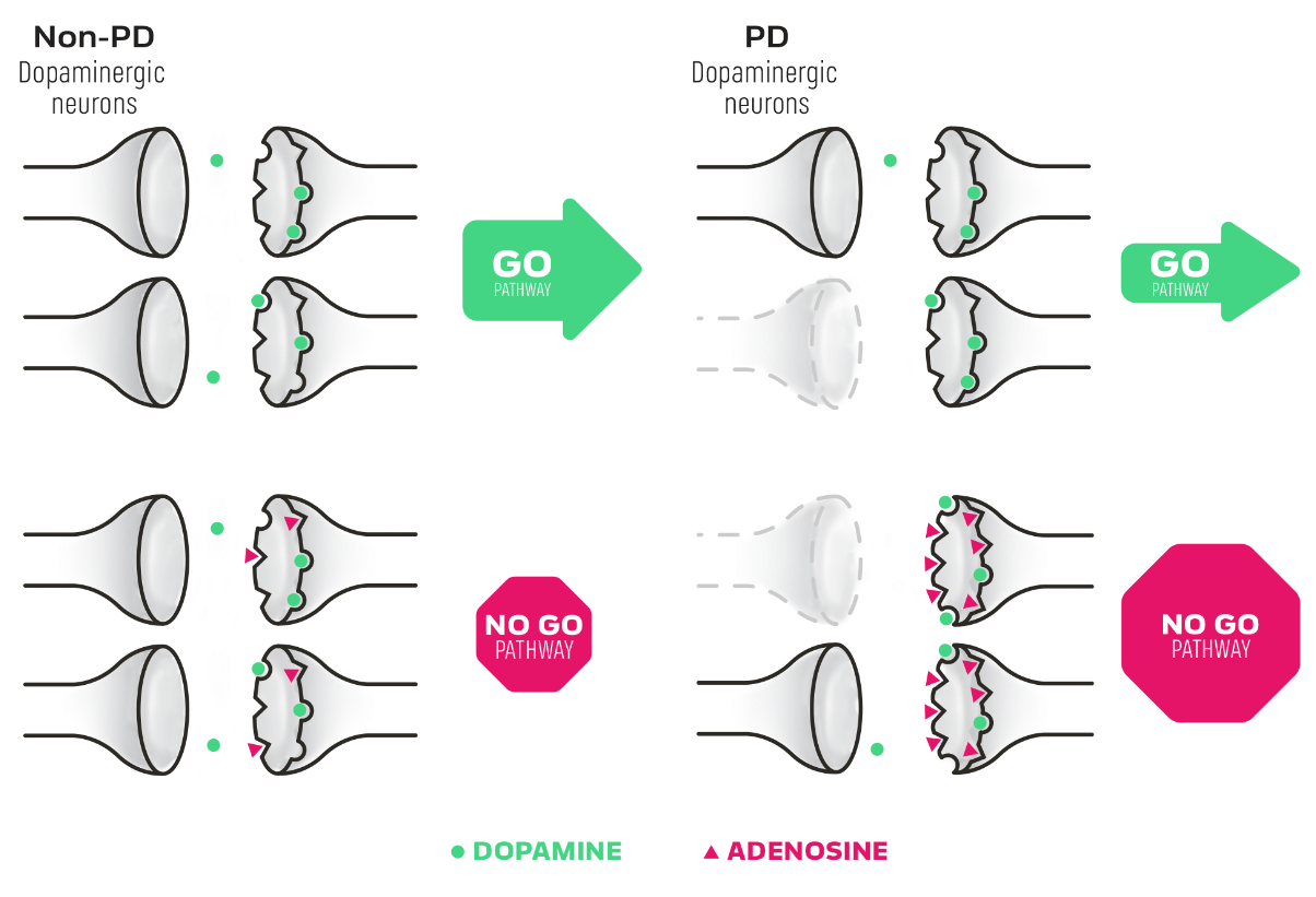 Understanding the go (direct) and no go (indirect) pathways in dopamine and adenosine receptors in PD